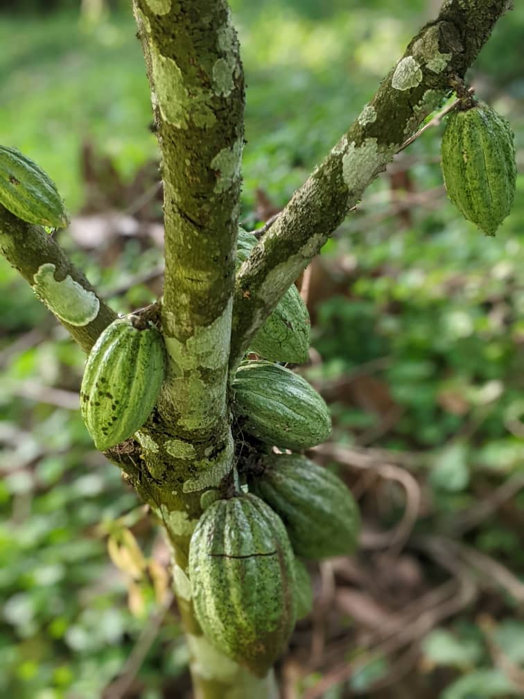 Cocoa product