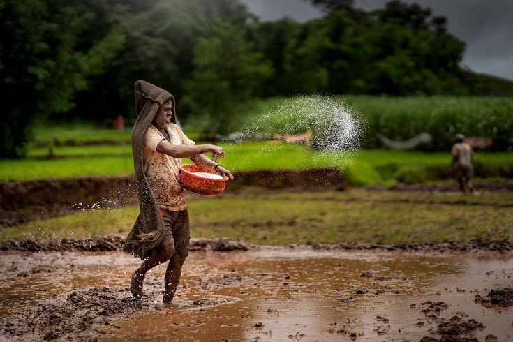 Paddy Rice Farming